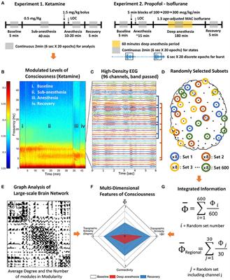 Estimating the Integrated Information Measure Phi from High-Density Electroencephalography during States of Consciousness in Humans